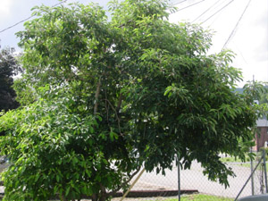 Sassafras green canopy